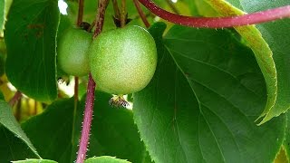 Propagating Hardy Kiwi  Spectacular Results [upl. by Enomal195]