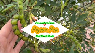 Pigeon Pea  Cajanus cajan  Subtropical Food Forest Permaculture Plants [upl. by Adnirod]