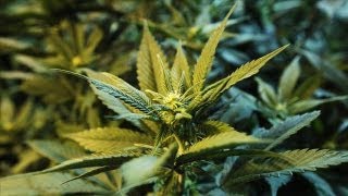 How to Invest in Legalized Marijuana [upl. by Erdeid]