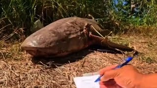 Dead nurse shark shot and dumped by roadside across Agat Marina [upl. by Paris]