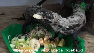 Ctenosaura pectinata piebald [upl. by Suzette]