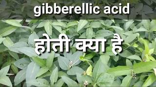 जिब्रेअलिक एसिड हॉर्मोन के बारे में संपूर्ण जानकारी ।Gibberellic acid plants compelet information [upl. by Ursuline]