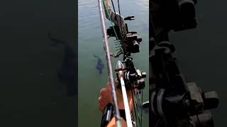 POV BOWFISHING GIANT FISH 🐠 fishing bowfishing [upl. by Daiz]