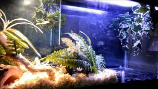 Amazing 55 GAL Ball Python Setup with Pond [upl. by Culver]