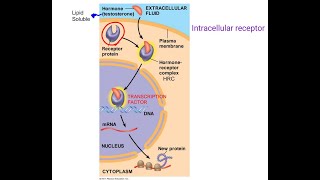 17 Cell biology  Cell signaling  Intracellular receptors  Transduction and Response شرح بالعربي [upl. by Aridan427]