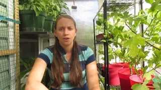 How To Heat Your House with a Greenhouse This Is So Cool [upl. by Filippa202]