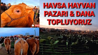 HAVSA HAYVAN PAZARI amp DANA TOPLUYORUZ amp TRAKYA ROTA YEM CengizÇaylı hayvanpazari trakya rotayem [upl. by Pinkham]