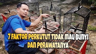 7 Faktor perkutut tidak mau bunyi dan cara perawatanya [upl. by Amer365]