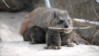 Four baby rock hyraxes have been born at Chester Zoo [upl. by Settera320]