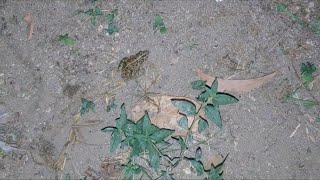 Comedy catch frogs funny  funny catching  funny jumping  funny fly frogs  cute animals funny [upl. by Ahsetal924]