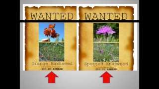 Invasive Plants You Should Know [upl. by Queenie166]