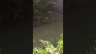 Mancing ikan hari ini mancingikan shorts fishing [upl. by Lorita489]