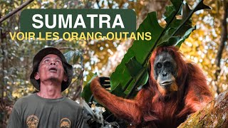 SUMATRA  a la découverte des OrangOutans ✨ [upl. by Arundell351]