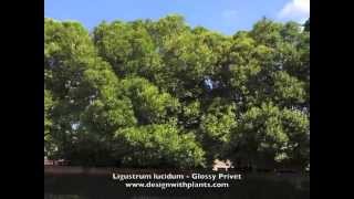 Ligustrum lucidum  Glossy Privet [upl. by Nuoras]