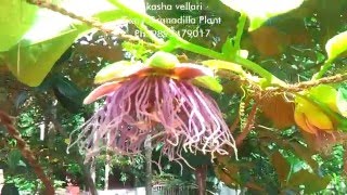 Giant Granadilla Fruit Akasha Vellari Plant And Fruit India [upl. by Carpio]