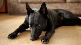 Agnes the Kelpie Australian Kelpie [upl. by Ikkin]