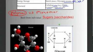 Biomolecules Part 1 Intro Carbohydrates and Lipids [upl. by Verbenia362]