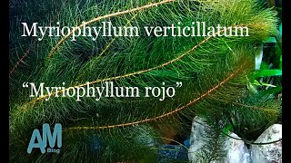 Myriophyllum verticillatum Myriophyllum rojo [upl. by Eilis]