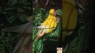 lutino lovebirds nesting material preparation [upl. by Collum]