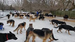 100 German Shepherds playing together [upl. by Lyndell]