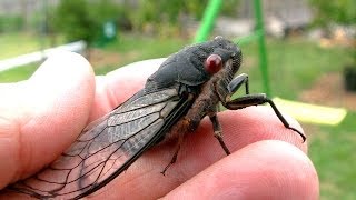 Cicada Saved From Bird Attack [upl. by Friede]