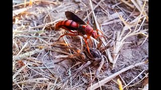 Spider Wasp Hunts Down A Wolf Spider And Drags It To Its Death [upl. by Kelleher]