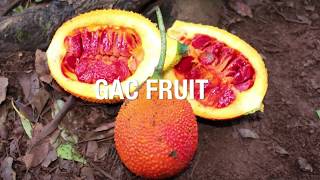 Fruta Gac ou Gak Fruit  Momordica cochinchinensis [upl. by Rennob]