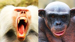 BABUINO vs CHIMPANCE  ¿Quién Ganaría  EPIC VERSUS 🐵🆚️🐒 [upl. by Bettye]