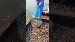 The process of catching freshwater river shrimp [upl. by Ayetal780]