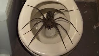 10 Biggest Spiders Ever Encountered [upl. by Sorilda614]