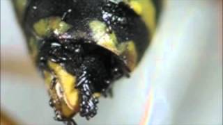 HostParasitoid Associations in Strepsiptera Supplemental Video 5 [upl. by Ettenel]