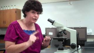 How to use a microscope and oil immersion [upl. by Droffats]