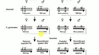 Linkage and recombinationelaborated from NCERT diagrams and crosses [upl. by Noreht]