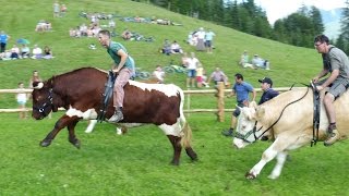 Ochsenrennen Wallgau zweites Training am 30072016 [upl. by Annasor]