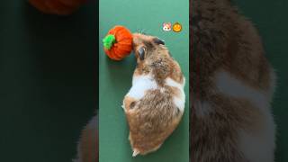 🐹Hamster and Pumpkin🎃 pipecleaners hamsterkombat handmade pumpkin halloween diycrafts [upl. by Terence]