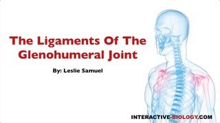 079 The Ligaments of the Glenohumeral Joint [upl. by Kcirderf129]