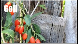 Goji Lycium barbarum Plant Overview  Ninja Gardening  Episode 39 [upl. by Hait]