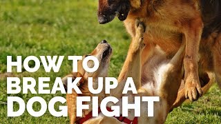 How to Break up a Dog Fight [upl. by Ehr]