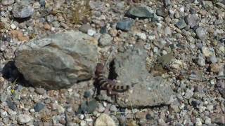 Releasing Western Banded Gecko [upl. by Sedinoel196]