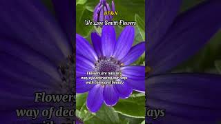 Life is Full of Beautiful Senetti Flowers flowers plants garden gardening gardendesign shorts [upl. by Nolte]