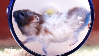 Chubby Hamsters In Slow Motion [upl. by Odlaniger]