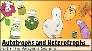 Autotrophs and Heterotrophs [upl. by Ramonda519]