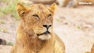 WildEarth  Sunset Safari  17 March 2024 [upl. by Ned358]