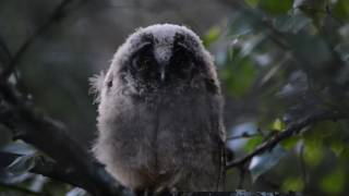 Longeared owl chick  Sarvipöllön poikanen [upl. by Johnson]