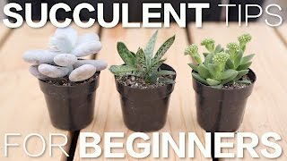 Succulent Tips for Beginners  Garden Answer [upl. by Corie]