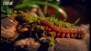 Archer Fish Water Pistol  Weird Nature  BBC wildlife [upl. by Sumerlin3]