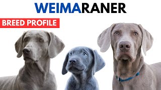 Weimaraner Dog Breed Profile History  Price  Traits  Weimaraner Dog Grooming Needs  Lifespan [upl. by Nellad]