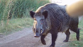 En İyi Domuz Avları TurkeyHunting BowHunting DeerHunting [upl. by Bradney236]