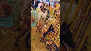 Dog show and Matsya mela in Mysuru 2024 doglover dogshow nammakarnataka nammamysuru travel [upl. by Aiyn]