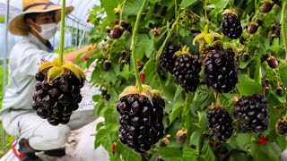 How to Farming Millions Pounds Of Blackberry  Blackberry Cultivation And Harvesting Technique 2023 [upl. by Toland42]